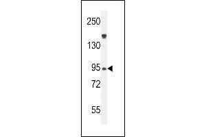 Myeloperoxidase Antibody (N-term) (ABIN655507 and ABIN2845023) western blot analysis in HL-60 cell line lysates (35 μg/lane). (Myeloperoxidase 抗体  (N-Term))