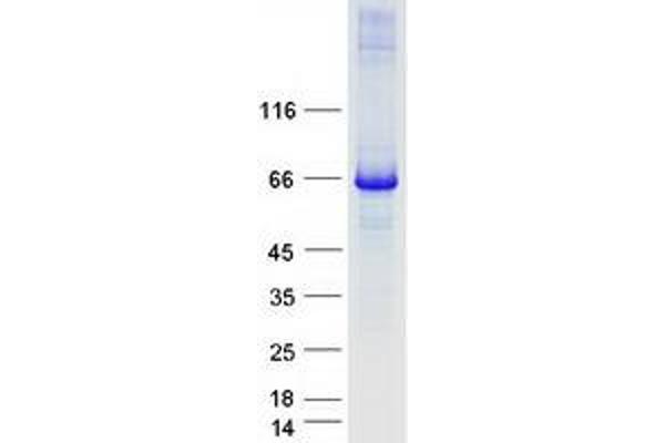 COG6 Protein (Transcript Variant 1) (Myc-DYKDDDDK Tag)