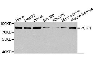 Western blot analysis of extracts of various cell lines, using PSIP1 antibody (ABIN5974868) at 1/1000 dilution. (PSIP1 抗体)