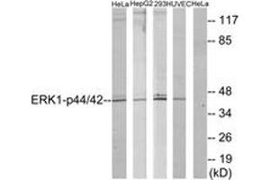 Western Blotting (WB) image for anti-Mitogen-Activated Protein Kinase 1/3 (MAPK1/3) (AA 170-219) antibody (ABIN2888984) (ERK1/2 抗体  (AA 170-219))