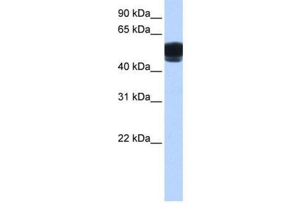 ZNF681 抗体  (C-Term)