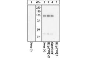 Image no. 1 for anti-Insulin Receptor (INSR) (pTyr972) antibody (ABIN1495716) (Insulin Receptor 抗体  (pTyr972))