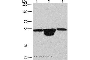 Western blot analysis of Hela cell,  mouse muscle and kidney tissue, using PLEKHO1 Polyclonal Antibody at dilution of 1:200 (PLEKHO1 抗体)