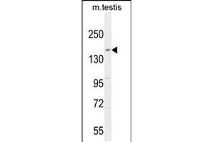 Western blot analysis in mouse testis tissue lysates (35ug/lane). (KIT 抗体  (N-Term))