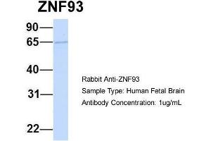 Hum. (ZNF93 抗体)