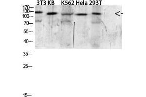 Western blot analysis of 293T Mouse-kidney lysate, antibody was diluted at 1:2000. (EGF 抗体  (AA 1000-1060))