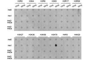 Western Blotting (WB) image for anti-Histone 3 (H3) (H3K79me) antibody (ABIN1873006) (Histone 3 抗体  (H3K79me))