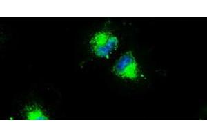 Anti-CD4 mouse monoclonal antibody (ABIN2452332) immunofluorescent staining of COS7 cells transiently transfected by pCMV6-ENTRY CD4 (RC206453). (CD4 抗体)