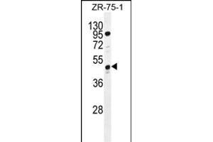 tcag7. (Tcag7.1071 (AA 410-438), (C-Term) 抗体)