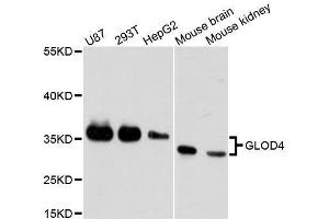 Western blot analysis of extracts of various cell lines, using GLOD4 antibody. (GLOD4 抗体  (AA 179-298))