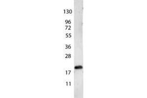 Image no. 1 for anti-Vascular Endothelial Growth Factor A (VEGFA) antibody (ABIN1104981) (VEGFA 抗体)