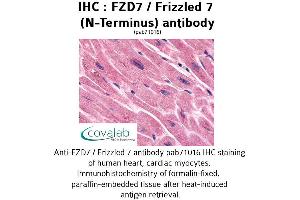 Image no. 1 for anti-Frizzled Family Receptor 7 (FZD7) (Extracellular Domain), (N-Term) antibody (ABIN1734509) (FZD7 抗体  (Extracellular Domain, N-Term))