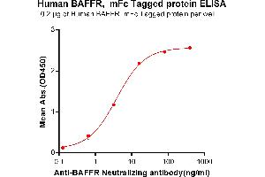ELISA plate pre-coated by 2 μg/mL (100 μL/well) Human BAFFR, mFc tagged protein (ABIN6961114, ABIN7042257 and ABIN7042258) can bind Anti-BAFFR Neutralizing antibody ABIN7093064 and ABIN7272594 in a linear range of 0. (TNFRSF13C Protein (AA 7-71) (mFc Tag))