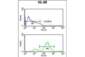 Flow cytometric analysis of HL-60 cells (bottom histogram) compared to a negative control cell (top histogram). (EIF4E 抗体)