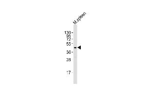 Anti-Tal1 Antibody (C-term)at 1:2000 dilution + mouse spleen lysates Lysates/proteins at 20 μg per lane. (TAL1 抗体  (C-Term))