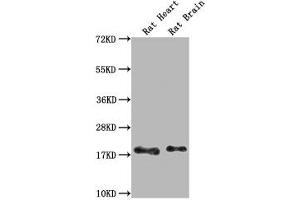 Western Blot Positive WB detected in: Rat Heart tissue, Rat Brain tissue All lanes: Fgf2 antibody at 1:1000 Secondary Goat polyclonal to rabbit IgG at 1/50000 dilution Predicted band size: 18 kDa Observed band size: 18 kDa (FGF2 抗体  (AA 10-154))