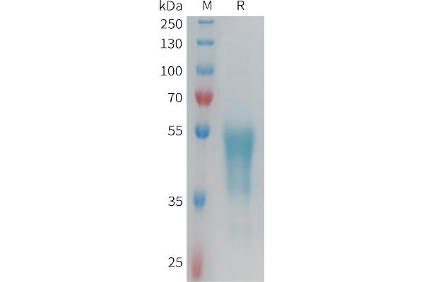 G Protein-Coupled Receptor 132 Protein (GPR132) (AA 1-45) (Fc Tag)