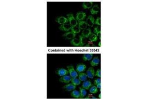 ICC/IF Image Immunofluorescence analysis of methanol-fixed A431, using Glypican 1, antibody at 1:200 dilution. (GPC1 抗体)