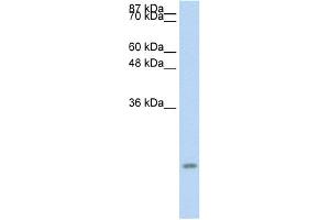 WB Suggested Anti-CCL13 Antibody Titration:  0. (CCL13 抗体  (Middle Region))