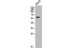 Western Blot analysis of HepG2 cells using TdT Polyclonal Antibody (TdT 抗体  (Internal Region))