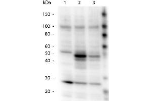 Western Blotting (WB) image for anti-HICE1 PS70 (Internal Region) antibody (ABIN1043901) (HICE1 PS70 (Internal Region) 抗体)