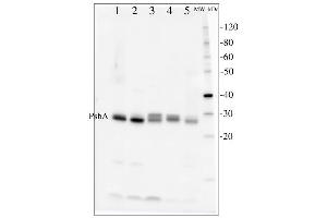 Following lanes contained whole cell extracts from (1. (D1 Protein of PSII, (PsbA) (C-Term) 抗体)