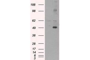 Image no. 2 for anti-CD4 (CD4) antibody (ABIN1497294) (CD4 抗体)