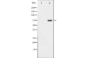 Western blot analysis of PKR phosphorylation expression in Starvation treated K562 whole cell lysates,The lane on the left is treated with the antigen-specific peptide. (EIF2AK2 抗体  (pThr446))