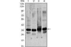 Western blot analysis using GTF2B mouse mAb against Hela (1), NIH/3T3 (2), COS7 (3) and A431 (4) cell lysate. (GTF2B 抗体)