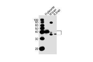 Western Blot at 1:1000 dilution Lane 1: human placenta lysates Lane 2: mouse brain lysates Lane 3: rat brain lysates Lane 4: rat brain lysates Lysates/proteins at 20 ug per lane. (JAM3 抗体  (C-Term))