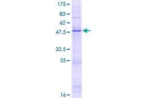 GIN1 Protein (AA 1-222) (GST tag)