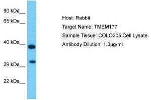 Host: Rabbit Target Name: TMEM177 Sample Type: COLO205 Whole Cell lysates Antibody Dilution: 1. (TMEM177 抗体  (C-Term))