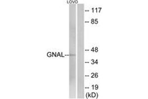 Western Blotting (WB) image for anti-Guanine Nucleotide Binding Protein, alpha Stimulating, Olfactory Type (GNAL) (AA 41-90) antibody (ABIN2890369) (GNAL 抗体  (AA 41-90))