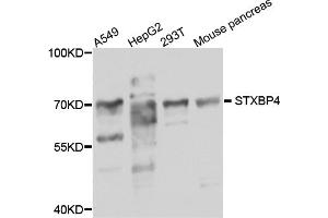 Western blot analysis of extracts of various cell lines, using STXBP4 antibody (ABIN5974546) at 1/1000 dilution. (STXBP4 抗体)