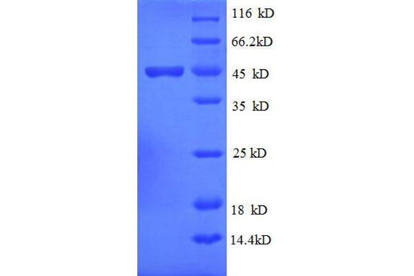 ISG15 Protein (AA 2-157, full length) (GST tag)