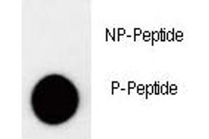 Dot blot analysis of phospho-p27Kip1 antibody. (CDKN1B 抗体  (pThr157))