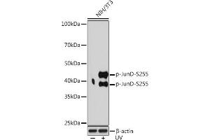 Western blot analysis of extracts of NIH/3T3 cells, using Phospho-JunD-S255 Rabbit mAb (ABIN7268052) at 1:1000 dilution. (JunD 抗体  (pSer255))