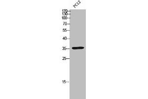 Western Blot analysis of PC12 cells using IRF-1 Polyclonal Antibody (IRF1 抗体  (Internal Region))