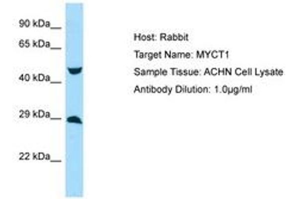 Myc Target 1 抗体  (AA 95-144)