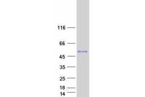 Validation with Western Blot (INHBA Protein (Myc-DYKDDDDK Tag))