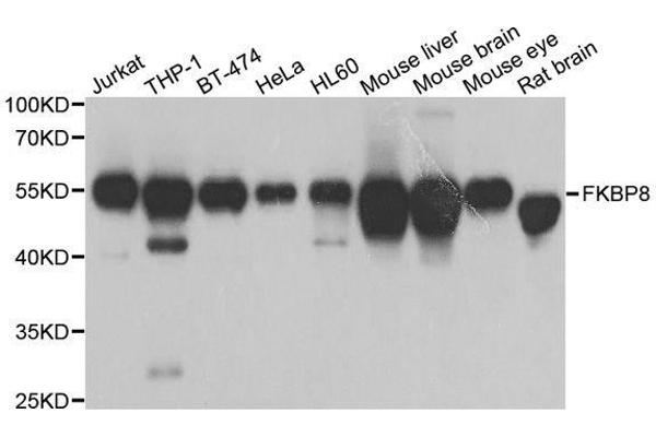 FKBP8 抗体  (AA 60-270)