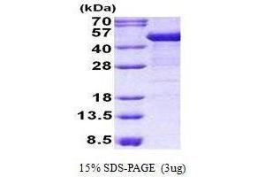 Figure annotation denotes ug of protein loaded and % gel used. (Cytokeratin 19 蛋白)