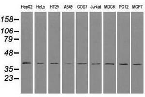 Image no. 2 for anti-CD4 (CD4) antibody (ABIN1497293) (CD4 抗体)