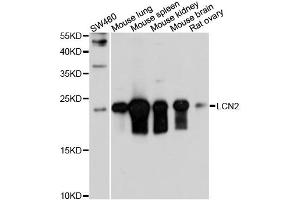 Western blot analysis of extracts of mouse testis, using LCN2 antibody (ABIN5971625) at 1/1000 dilution. (Lipocalin 2 抗体)