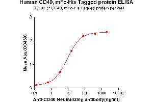 ELISA plate pre-coated by 2 μg/mL (100 μL/well) Human CD40, mFc-His tagged protein (ABIN6961088, ABIN7042205 and ABIN7042206) can bind Anti-CD40 Neutralizing antibody ABIN6964433 and ABIN7272569 in a linear range of 0. (CD40 Protein (CD40) (AA 21-193) (mFc-His Tag))