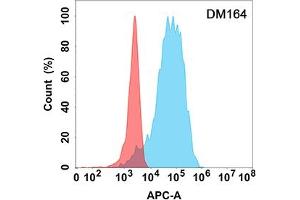 Flow cytometry analysis with Anti-CD40L (DM164) on Expi293 cells transfected with human CD40L (Blue histogram) or Expi293 transfected with irrelevant protein (Red histogram). (CD40 Ligand 抗体  (AA 99-330))