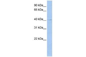 Western Blotting (WB) image for anti-TEA Domain Family Member 4 (TEAD4) antibody (ABIN2458026) (TEAD4 抗体)