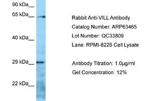 Western Blotting (WB) image for anti-Villin-Like (VILL) (N-Term) antibody (ABIN971993) (VILL 抗体  (N-Term))