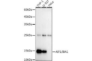Western blot analysis of extracts of various cell lines, using /IB antibody (ABIN7265554) at 1:1000 dilution. (Iba1 抗体)