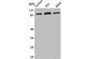 Western Blot analysis of Jurkat NIH-3T3 K562 cells using HSP90A Polyclonal Antibody (HSP9AA1 (C-Term) 抗体)